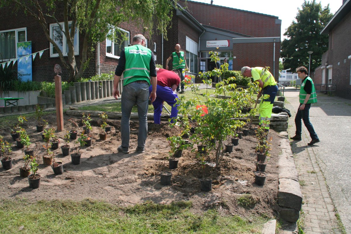 ibaparkstad's tweet photo. Afgelopen zaterdag vond het Tuinenfestival Vrieheide plaats een initiatief van het IBA project Ikgroenhet. In groepjes gingen voortuinbezitters en buurtvertegenwoordigers aan de slag met het aanplanten van alle voortuinen. https://t.co/B9kTC1iL3F