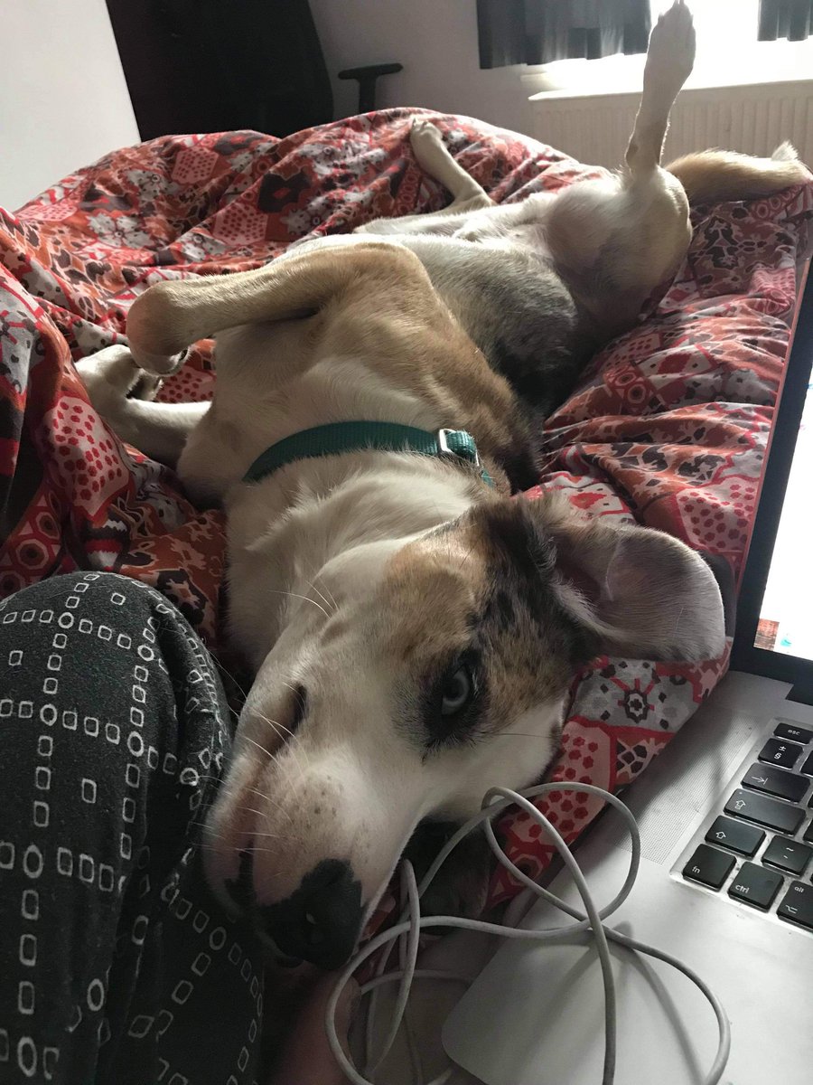 TimLeachWriter's tweet photo. @InstantIdealism @PhilosophyDogs @unbounders This is Tangle. 

Likes: Sticks, butt scratches, running, being the little spoon
Dislikes: Big bouncy dogs, dry food, hot weather https://t.co/CxIXzW55IA