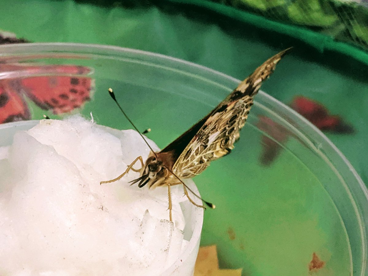 shulertech's tweet image. Butterflies are hatching in second grade!  @beverettjordan