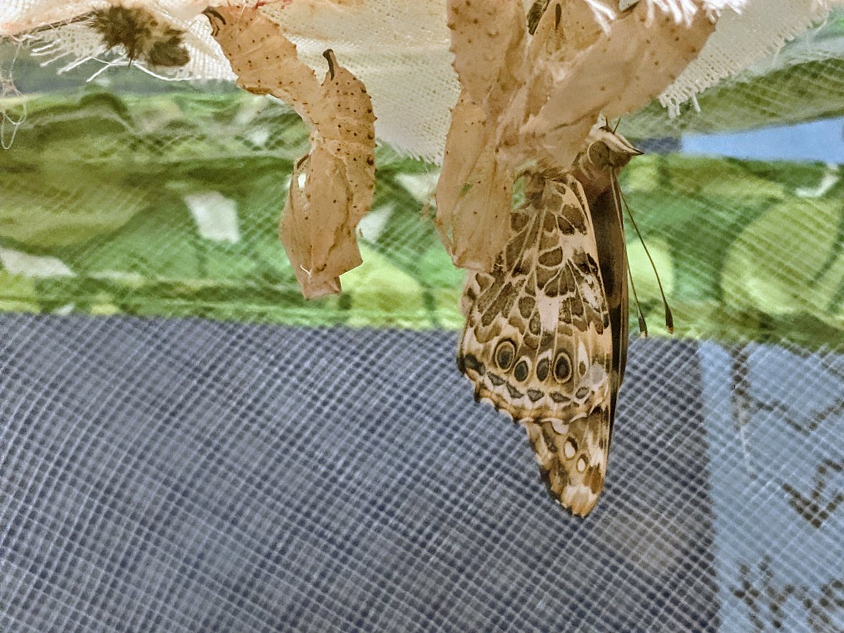 shulertech's tweet image. Butterflies are hatching in second grade!  @beverettjordan