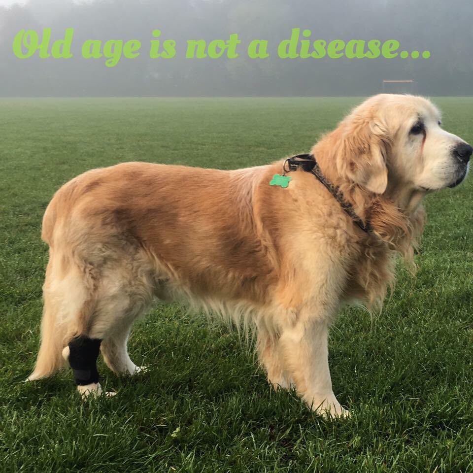 cavill_kirsty's tweet photo. We can’t cure arthritis yet BUT we can help to manage it.
@vetoquinol_uk #JoinTheMovementNow #veterinarynurse #myotherapy https://t.co/zOfr8Z96iF