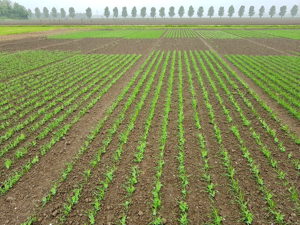 FogelinaCuperus's tweet photo. @RemixIntercrops trial @WUR_openteelten looking great so far! Pea and wheat fully mixed and row intercropping tested for the 2nd year. https://t.co/RARrUhIQRW