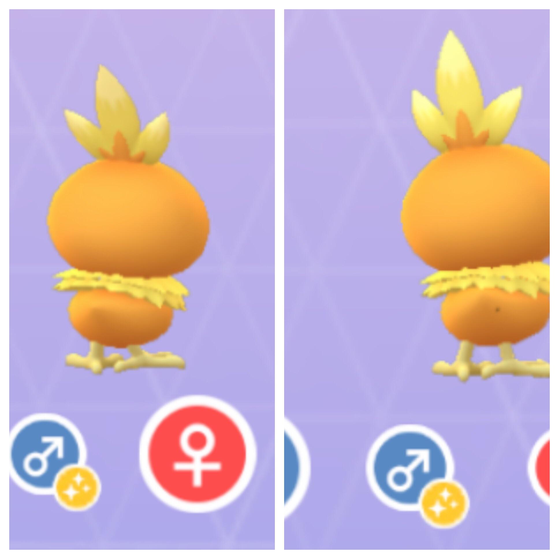 تويتر ポケモンgo攻略 みんポケ على تويتر アチャモの の違い のアチャモにはお尻の近くに小さなドット ほくろ があります T Co Dwuuversrs ポケモンgo T Co Vwrwlpxgqa