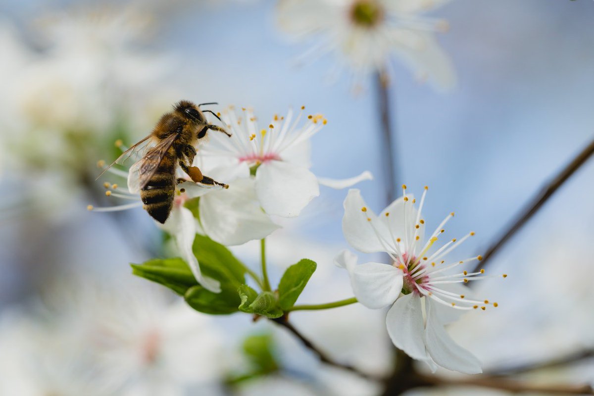 apimondia's tweet photo. On #WorldBeeDay here are are 8 easy ways to help bees.

🐝 https://t.co/NPdLrR1bh8 https://t.co/GZvvfhllDv