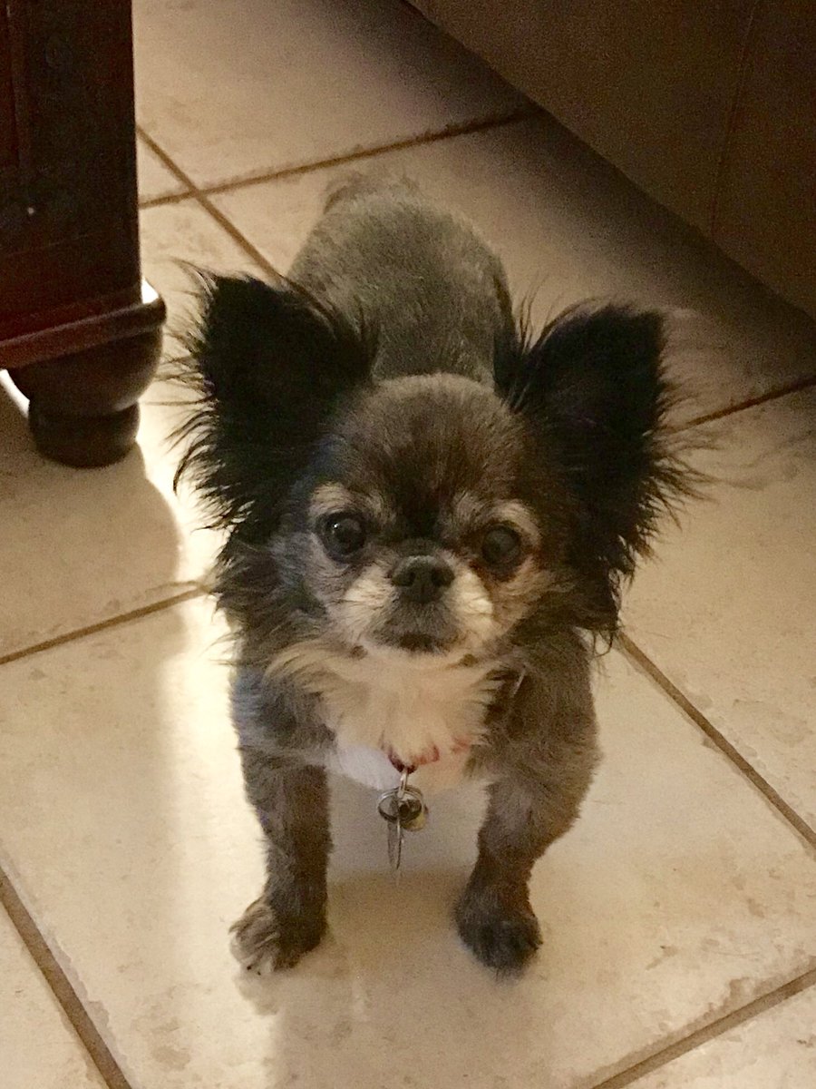 BecauseOfYou_OK's tweet photo. Hang on to your pets, put collar w/tag on &amp; stay safe today in OK #Tornado #Oklahoma #Chihuahua #pets https://t.co/3o6rsKnrpo