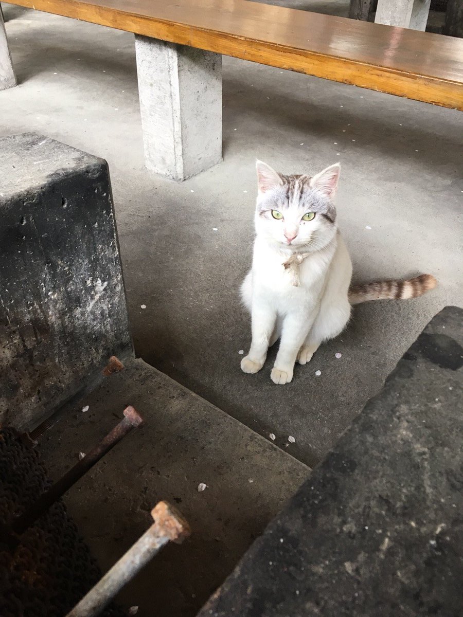 今月の新米姉妹は釣り回です!取材もしたんですが、なかなかに猫との戦いでした(アルフォートも魚もあげてないよ) 