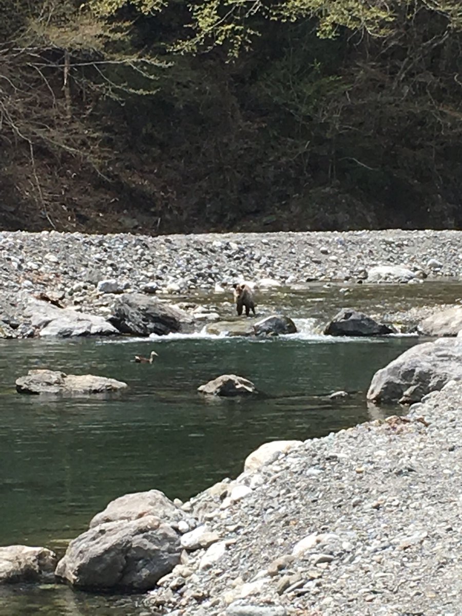 これは近づいてもぜんぜん動かないカモシカ 