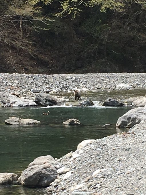 これは近づいてもぜんぜん動かないカモシカ 