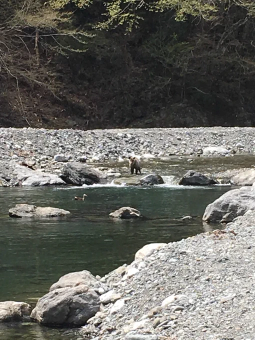 これは近づいてもぜんぜん動かないカモシカ 