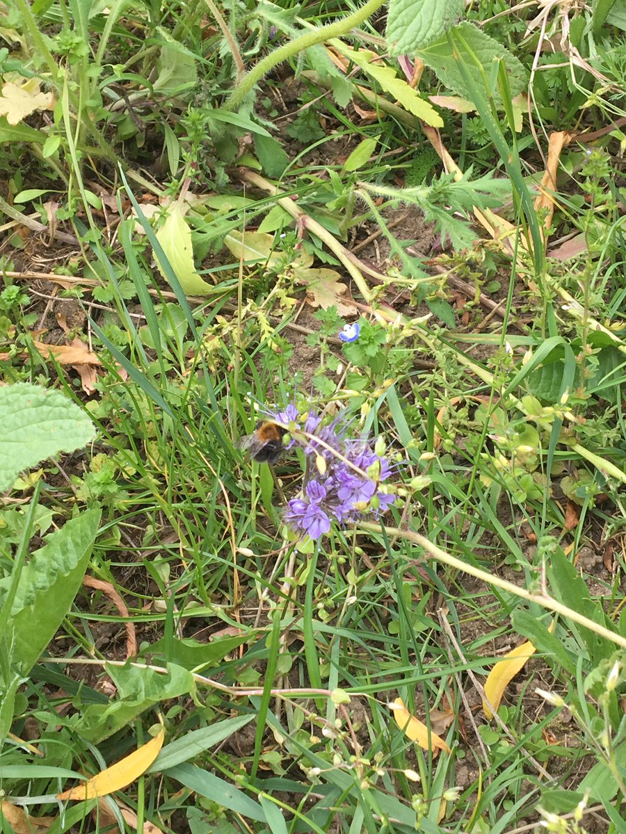 ecolepmc's tweet image. Et les insectes pollinisateurs sont de retour autour de l’école ! #PmcE3D on a même aperçu des moineaux !