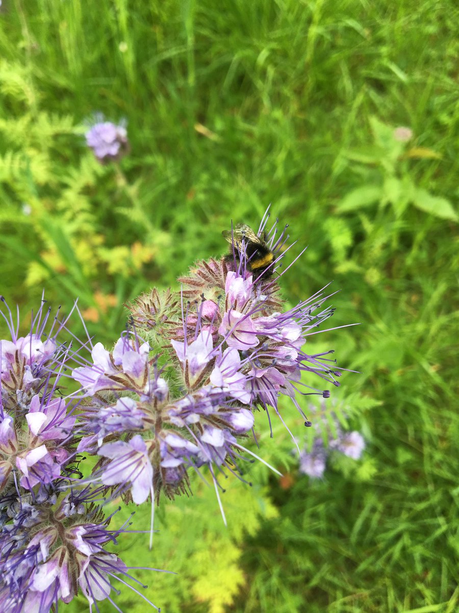 ecolepmc's tweet image. Et les insectes pollinisateurs sont de retour autour de l’école ! #PmcE3D on a même aperçu des moineaux !