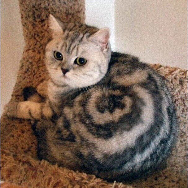 Sunset52551361's tweet photo. when nature worked with a special fantasy😻
#style #cats #fantasy #special #nature #cute #beautifulcats #beuty #cutecats #love #loving #lovingcats #cutecat #lovingcat https://t.co/gyErmfskUb