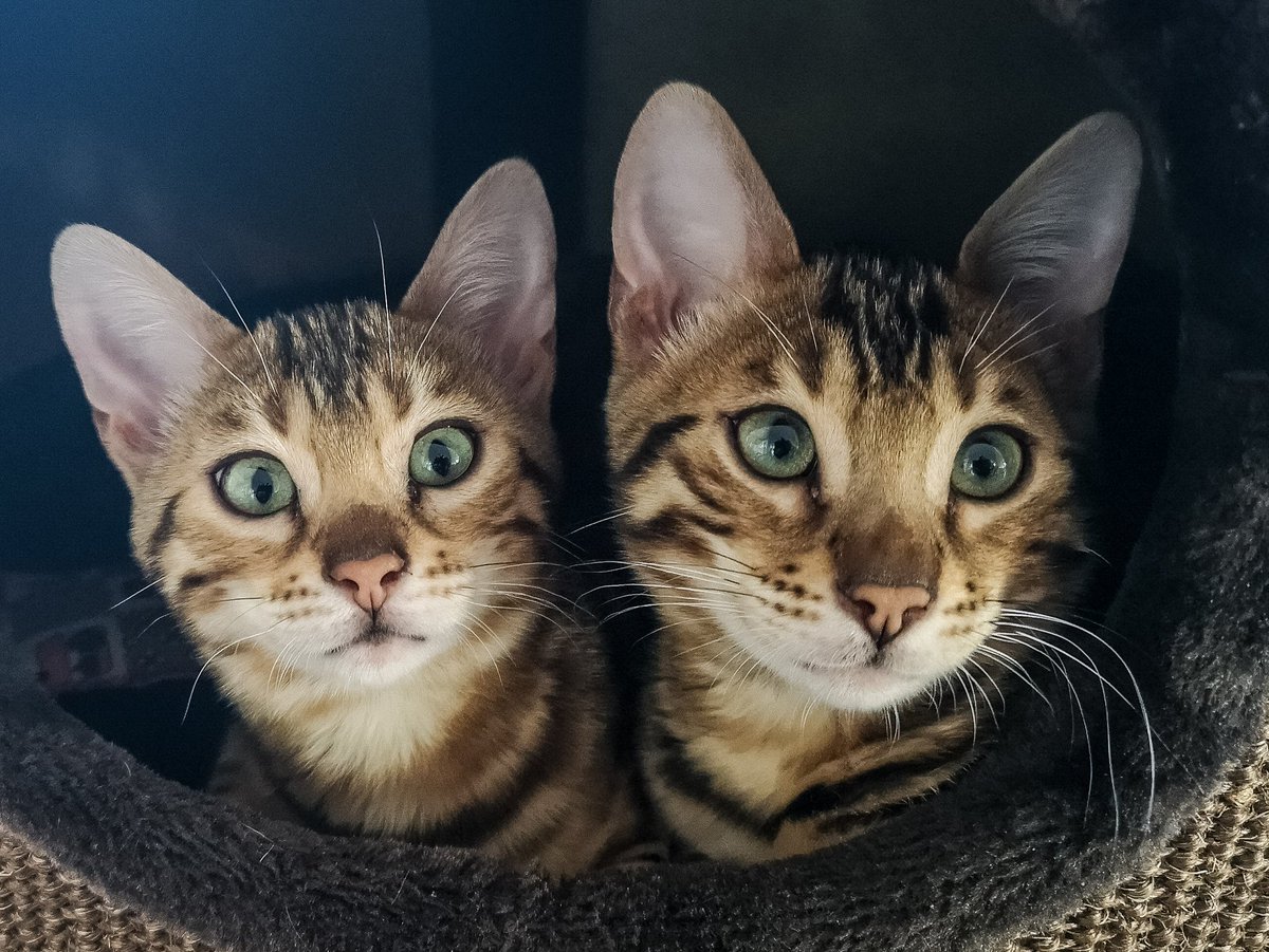 I became an auntie
My brother's sweethearts
#kitten #bengalcat #cutenessoverload