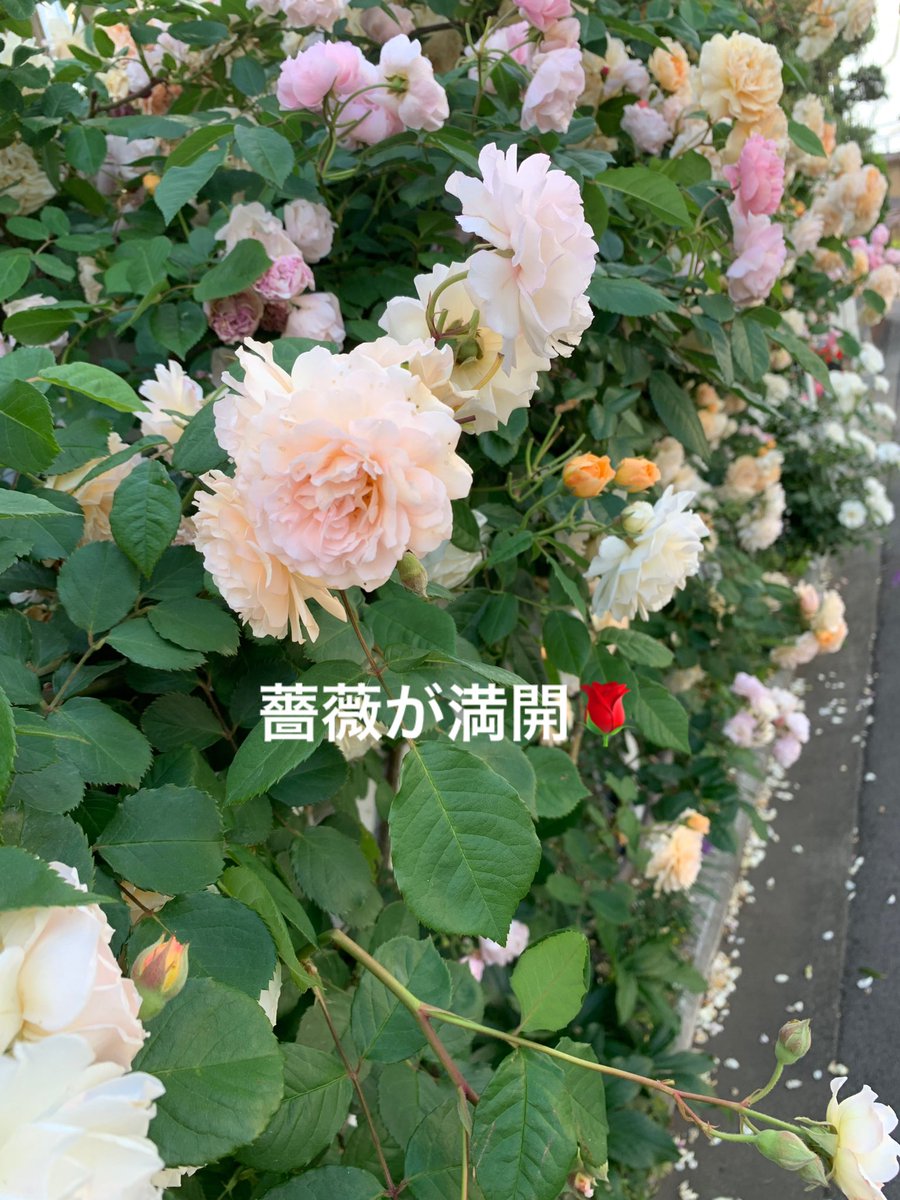 hinata_drops's tweet photo. 今日のお散歩♪ https://t.co/mZEss5LZao