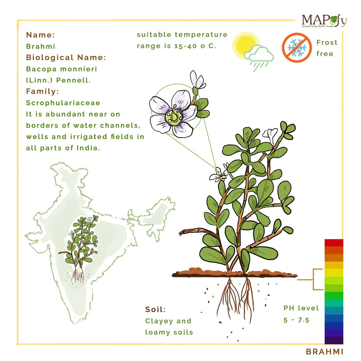 MaPefy's tweet image. Another medicated weed, Bacopa monnieri or Water-Hyssop or Brahmi has been part of eastern pharmacopea for more than 3000 years.
Brahmi means “expands consciousness”, known as ‘medhya’ drug (Memory Vitalizer) #mapefy 
mapefy.com/bacopa_monnieri