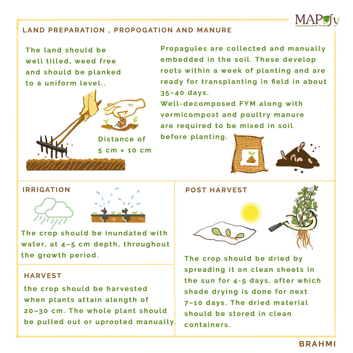 MaPefy's tweet image. Another medicated weed, Bacopa monnieri or Water-Hyssop or Brahmi has been part of eastern pharmacopea for more than 3000 years.
Brahmi means “expands consciousness”, known as ‘medhya’ drug (Memory Vitalizer) #mapefy 
mapefy.com/bacopa_monnieri