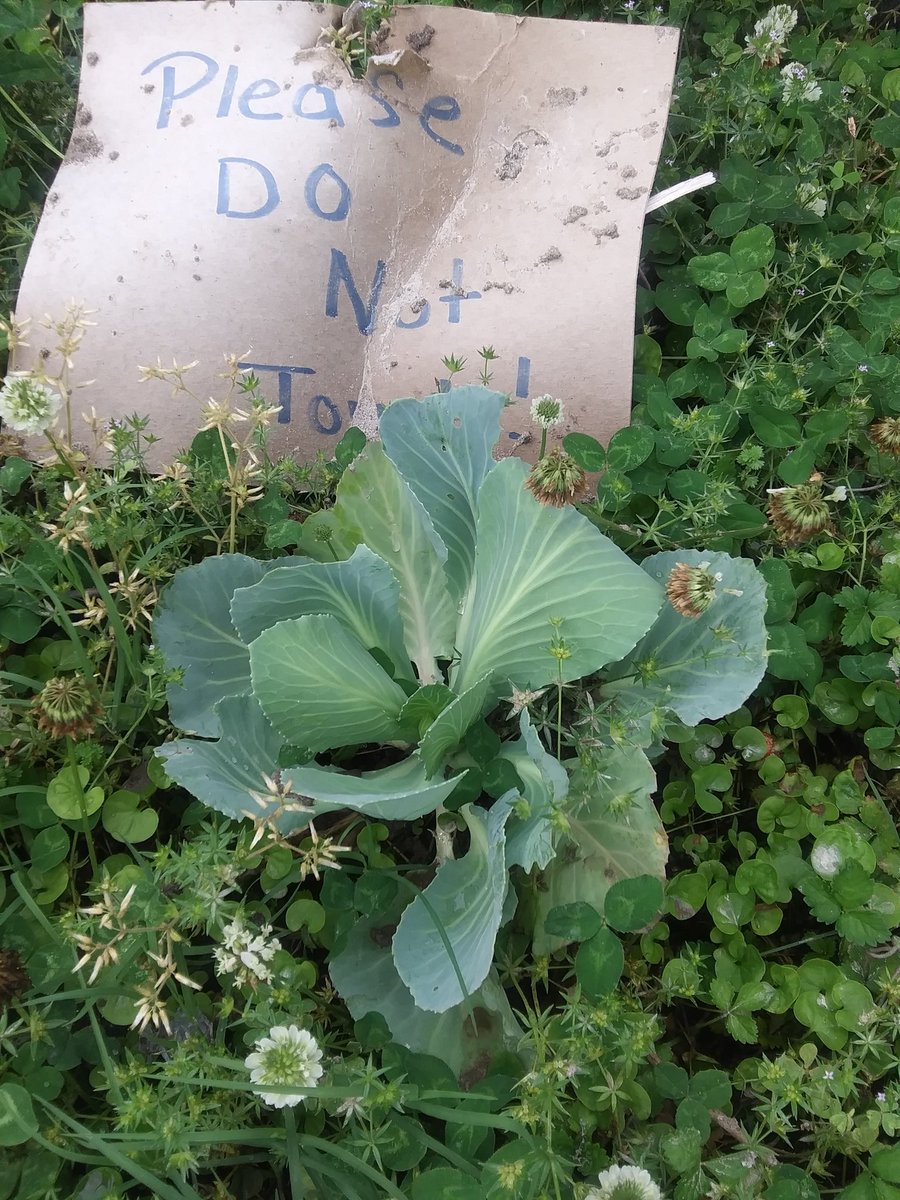 DianeM_87's tweet photo. Her #Cabbage is about halfway done. She's been growing it for a few months now. Can't wait until Sept. 😀 then we'll dig it up and see how it really looks. #SchoolProject #MyScientist #Alicia #BonnieCabbageProgram @ParkView21 @PortsVASchools https://t.co/wxqmZLEuL0