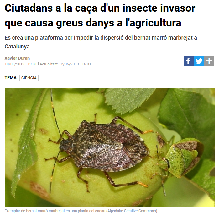 El <a href="/324cat/">3catinfo</a> es fa ressò del nou insecte invasor a Catalunya: el bernat marró marbrejat 🔗bit.ly/324bernat

L'<a href="/irtacat/">IRTA</a>, l'<a href="/IRBioUB/">IRBioUB</a> i <a href="/agriculturacat/">Agricultura</a> demanen col·laboració ciutadana a través de Natusfera per estudiar-lo. Has vist algun?👀Puja la foto a natusfera.gbif.es/projects/hh-wa…