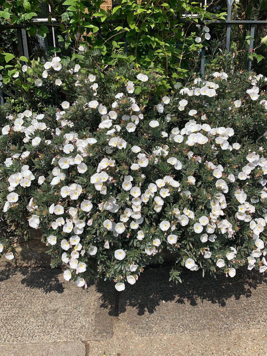 Number1PortHill's tweet photo. Convolvulus in all its glory. Smiling white cup shaped flowers making the bees very happy. #HertfordInBloom https://t.co/o4ckq70EXI