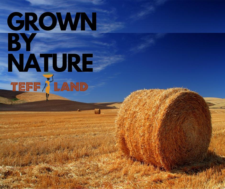 TeffLand_'s tweet photo. #MondayMood Putting mother nature in a better mood. Say no to GMOs; Be smart, eat smart with @TeffLand_ 

#MondayMorning #Sweden #food #goodfood #farmlife #Farmers #superfood https://t.co/jpNJZd4Yla