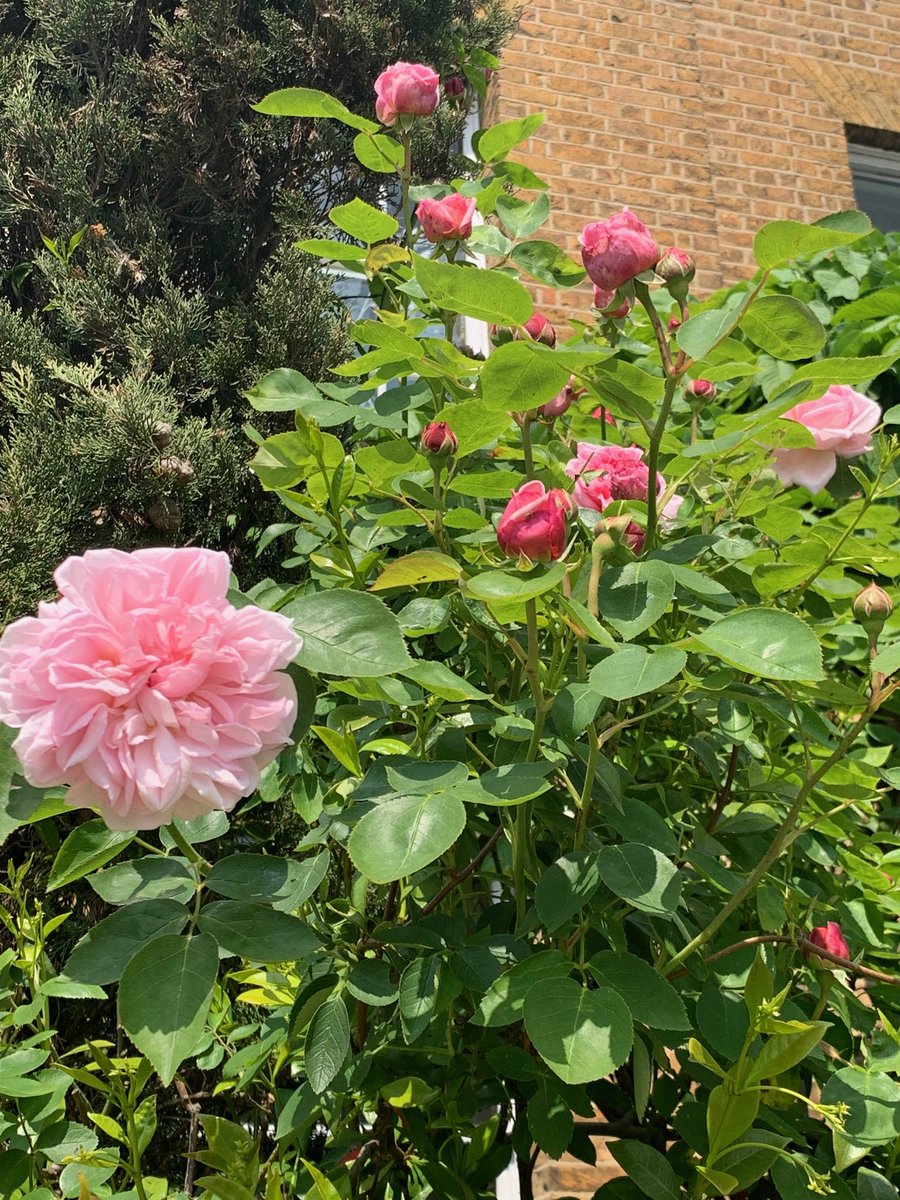 Number1PortHill's tweet photo. St. Swithuns about to burst - myrrh scent unbelievable. #HertfordInBloom https://t.co/WCq5goyTxo