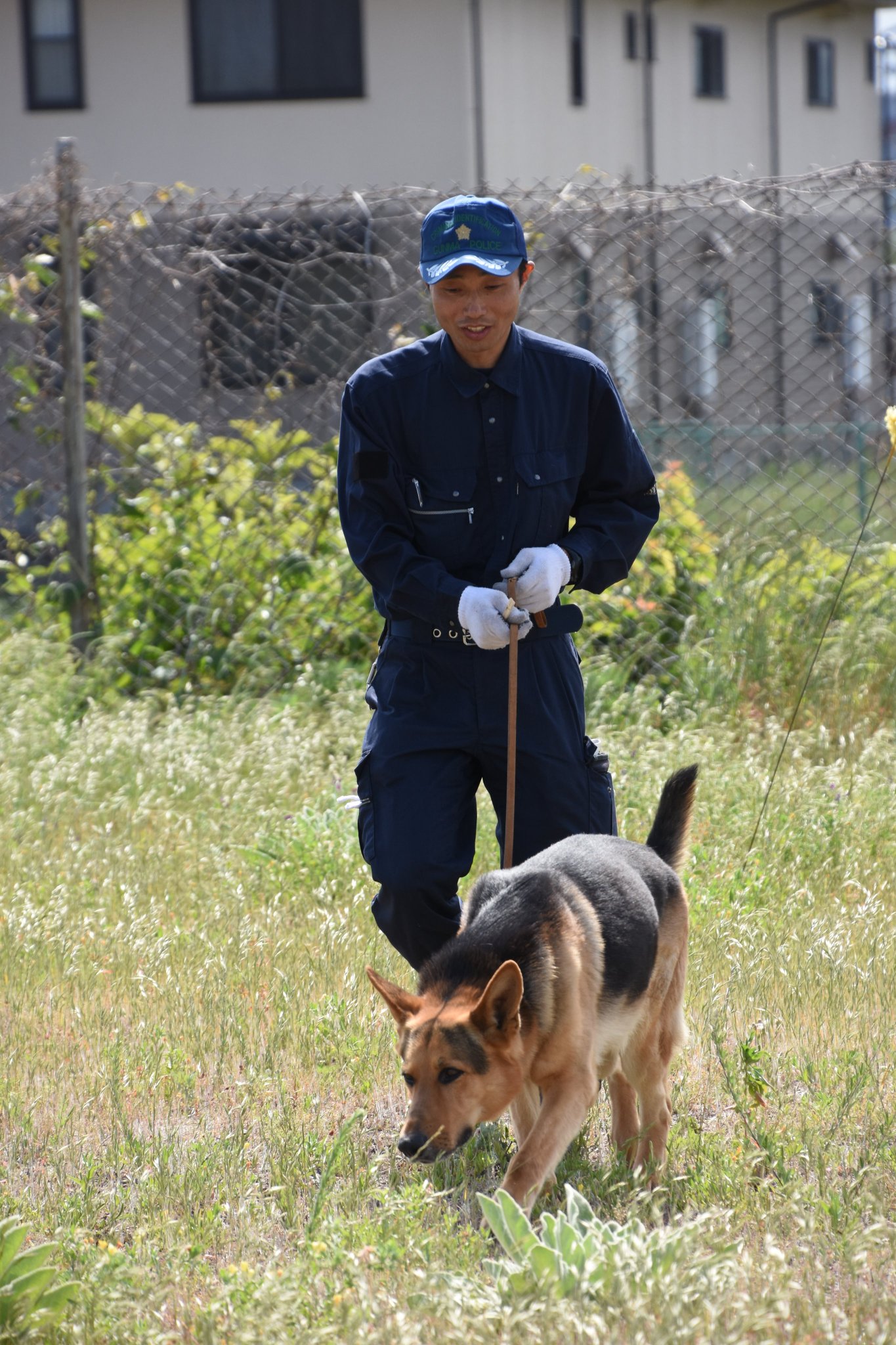 朝日新聞前橋総局 群馬県警の警察犬の訓練会を取材しました シェパード は大きくてちょっと怖いですが 近くで見ると目がくりくりしていて可愛いです そして わずかな臭いだけで遺留物を見つける姿はとても頼もしい 昔は犯罪捜査がメインでしたが 最近は 朝日新聞前橋総局 群馬県警の警察犬の訓練会を取材しました シェパード は大きくてちょっと怖いですが 近くで見ると目がくりくりしていて可愛いです そして わずかな臭いだけで遺留物を見つける姿はとても頼もしい 昔は犯罪捜査がメインでしたが 最近は