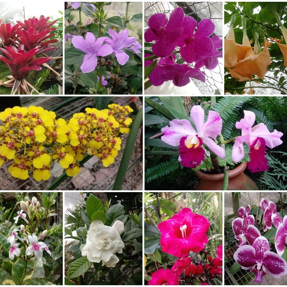 juanchocamil's tweet photo. 40 razones para #maravillarse con este #planeta, #cuidarlo y #conservarlo . #felizlunes para todos #flores #naturaleza #ColombiaRural #ColombiaExtraordinaria #Colombia https://t.co/qB4C6rsL3G
