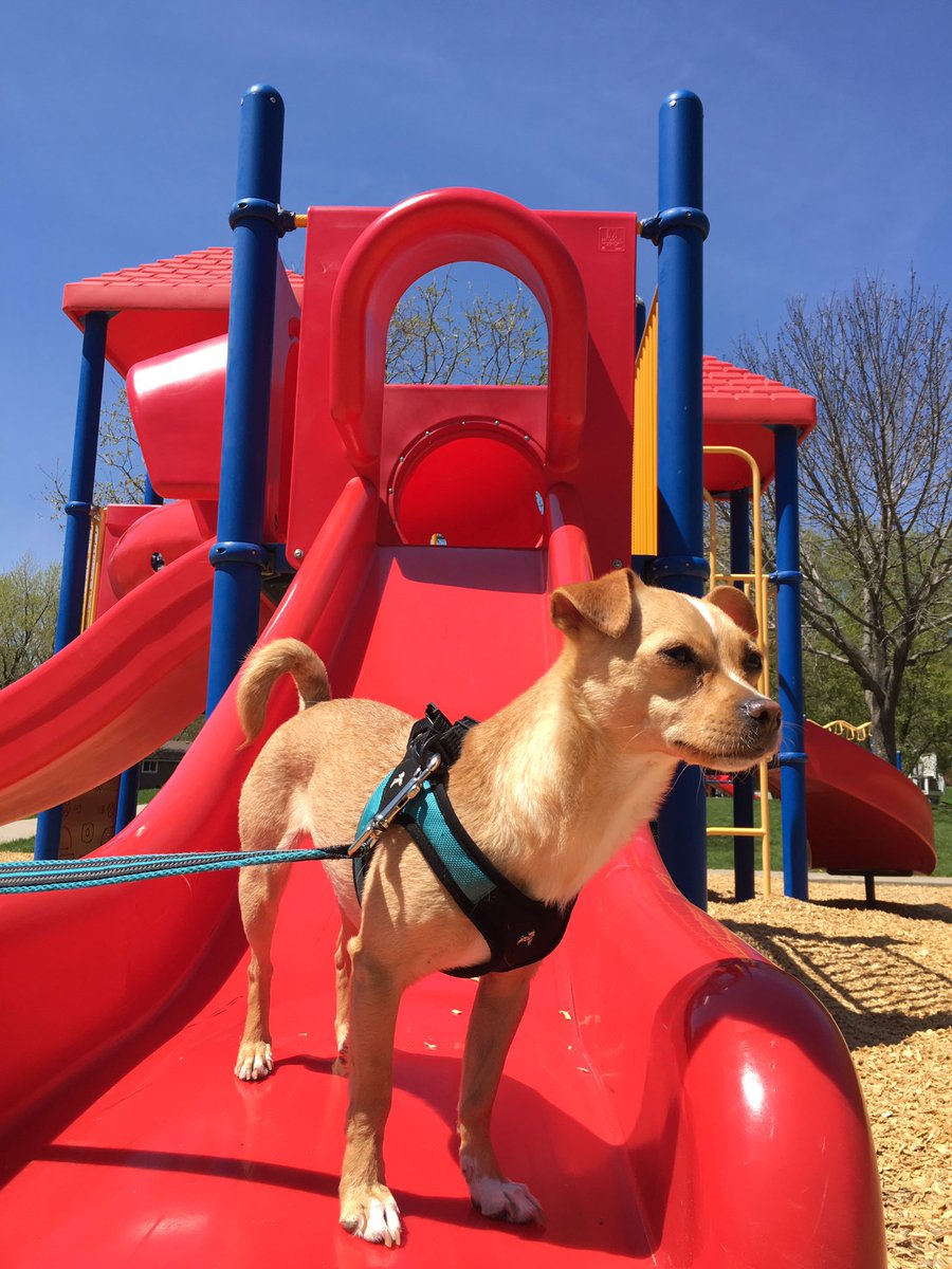 WristShotScores's tweet photo. This is Stella #NationalRescueDogDay Texas girl living the dream in Minnesota . Thanks  to @ruffstartrescue who do a Amazing job ! 🙏🏻 🐕 ❤️ #AdoptDontShop  #ruffstartrescue #ruffstartalumni https://t.co/QqeXI1tTx7