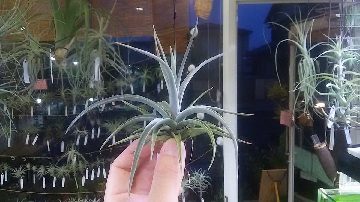 kandahayato's tweet photo. 【ティランジア十二神】

第三宮を守護

Tillandsia ixioides Dwarf 4880円

戦いの神
強靭な葉により人間達の心を串刺しにして魅了する。
戦いの神も戦が終われば、芳香がある黄色の美しい花を咲かすだろう。

※開花後子株3つ。6/1に値上がりします
#ティランジア   #tillandsia #ixioides https://t.co/CJdrndX0rK