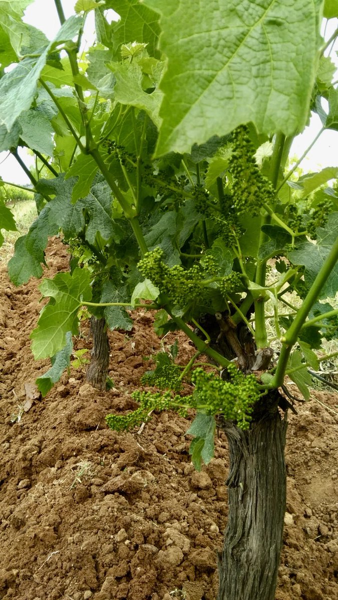 Baharda bağ🍇🌱 #organik sertifikalı #bağ #vineyard #spring2019 #merlot #suvla #kilye #suvlawines #bozokbağ #geliboluyarımadası #gallipolipeninsula #turkey