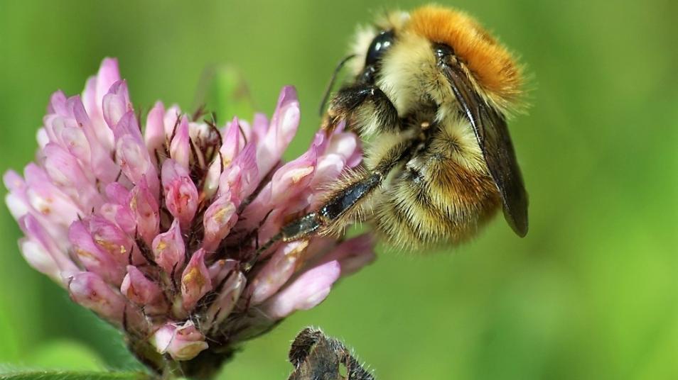 HeritageFundUK's tweet photo. It's #WorldBeeDay, the perfect opportunity to explore how you can use your garden to support wildlife. #NationalLottery supported projects and organisations up and down the country are taking a stand – here are a few things we can learn from them 👉 https://t.co/Gzg5sl5fCI 🐝 https://t.co/i5zKiG4KnN