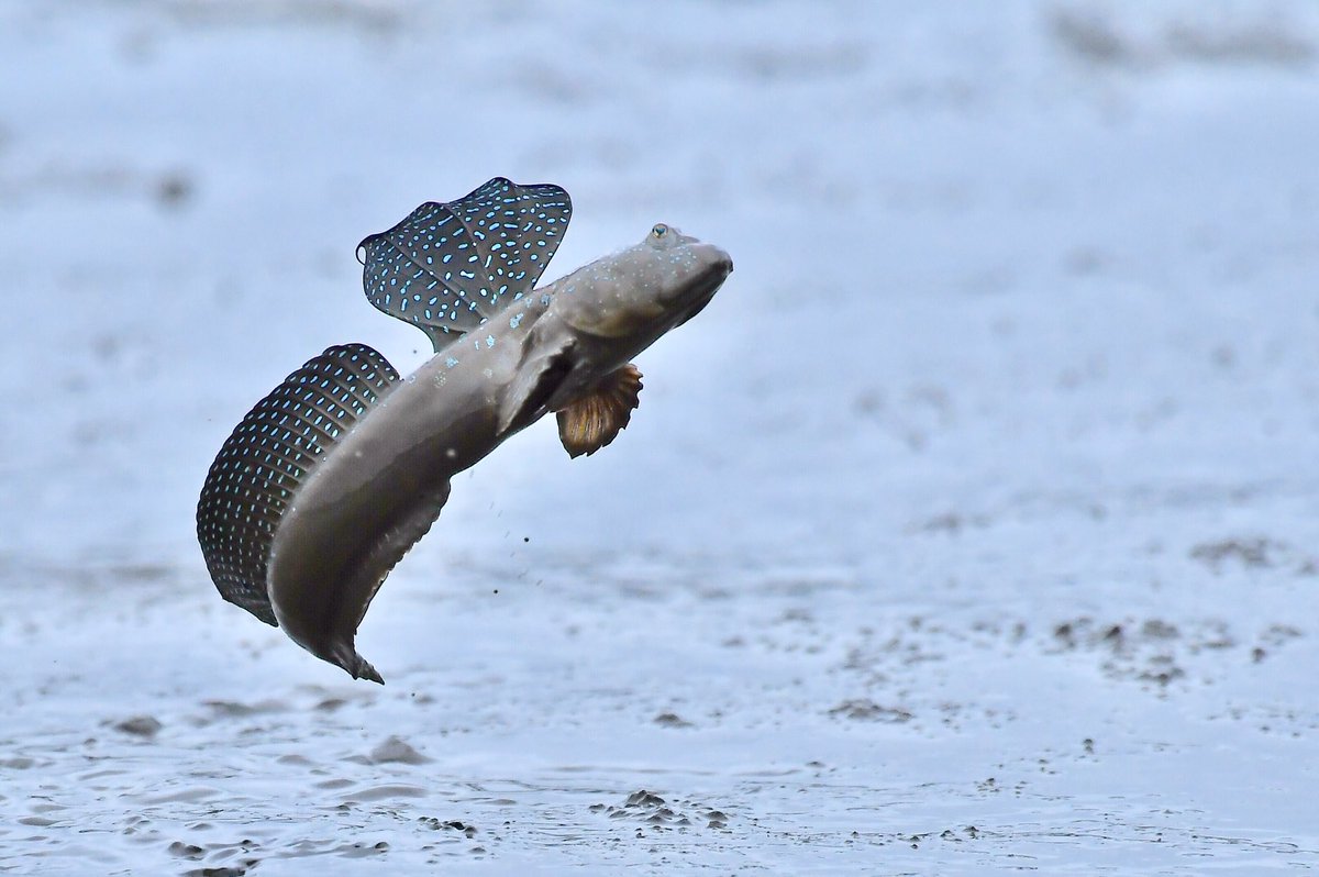 カメムシ ムツゴロウのジャンプ撮るの楽しい ヒレの水色の斑点も目立って綺麗