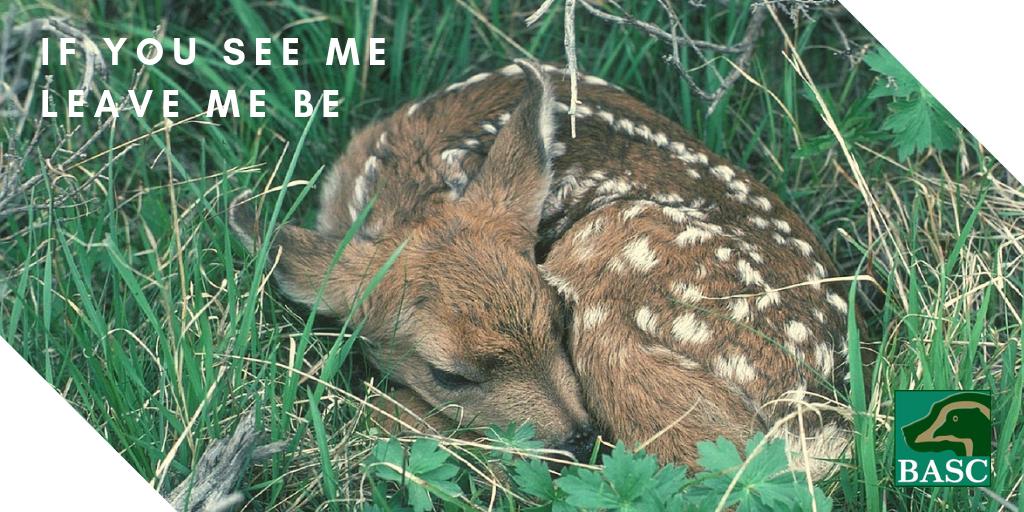 The month of May is when you may notice young deer left alone in hiding spots, this is natural and their mother will not be far away. Do not approach or touch the fawn! If you have any questions, contact the BASC deer team on 01244573019 buff.ly/2KIfXet