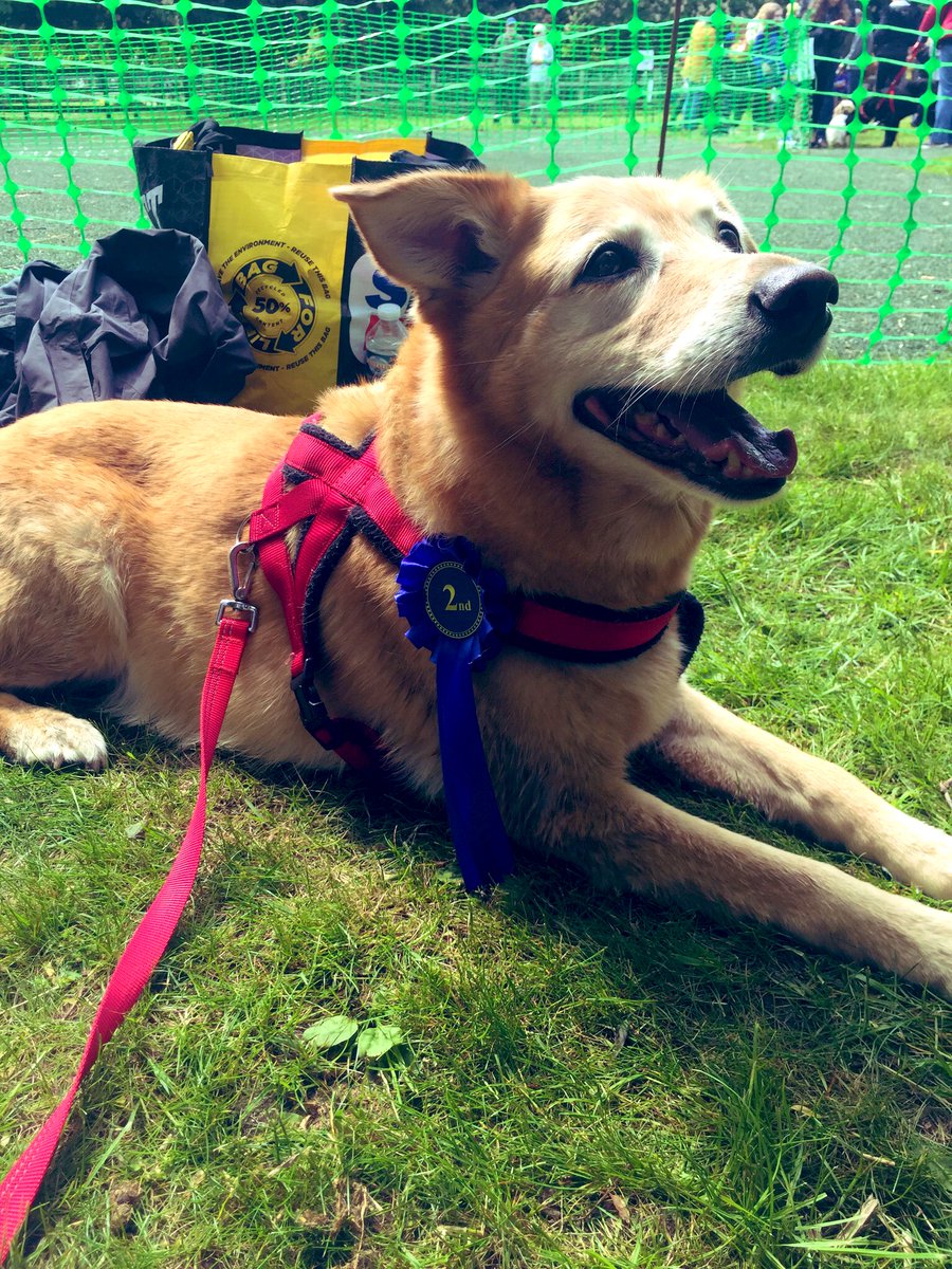 Sarah_Plumlife's tweet image. What a great Sunday with this 11 year old award winning Ruby Dog #reaseheath #familyfunday