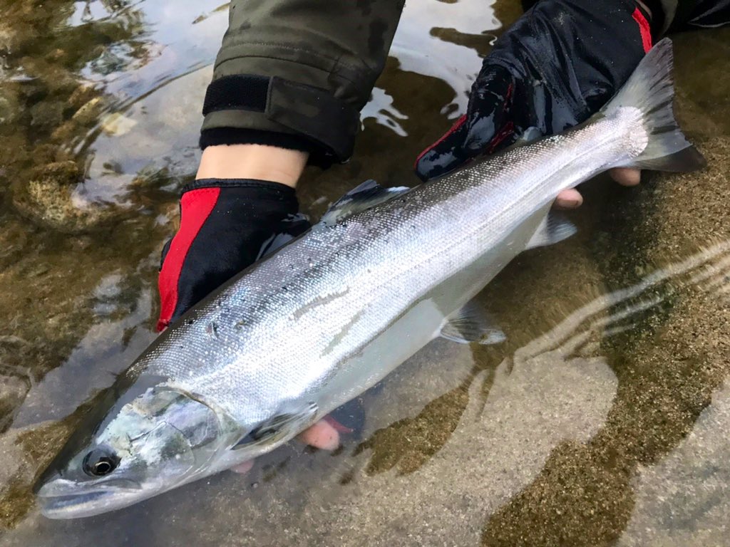 かずき 魚垢 サツキマス 広島県 太田川にて 38 0cm 自分が遡上マスを手に出来るなんて思ってもいなかった こんなにやり取り緊張して感動した魚は今までおらんかった 綺麗すぎる かっこよすぎる 最高すぎる 朱点が無くサクラみたいな子でした かずき 魚垢 サツキマス 広島県 太田川にて 38 0cm 自分が遡上マスを手に出来るなんて思ってもいなかった こんなにやり取り緊張して感動した魚は今までおらんかった 綺麗すぎる かっこよすぎる 最高すぎる 朱点が無くサクラみたいな子でした