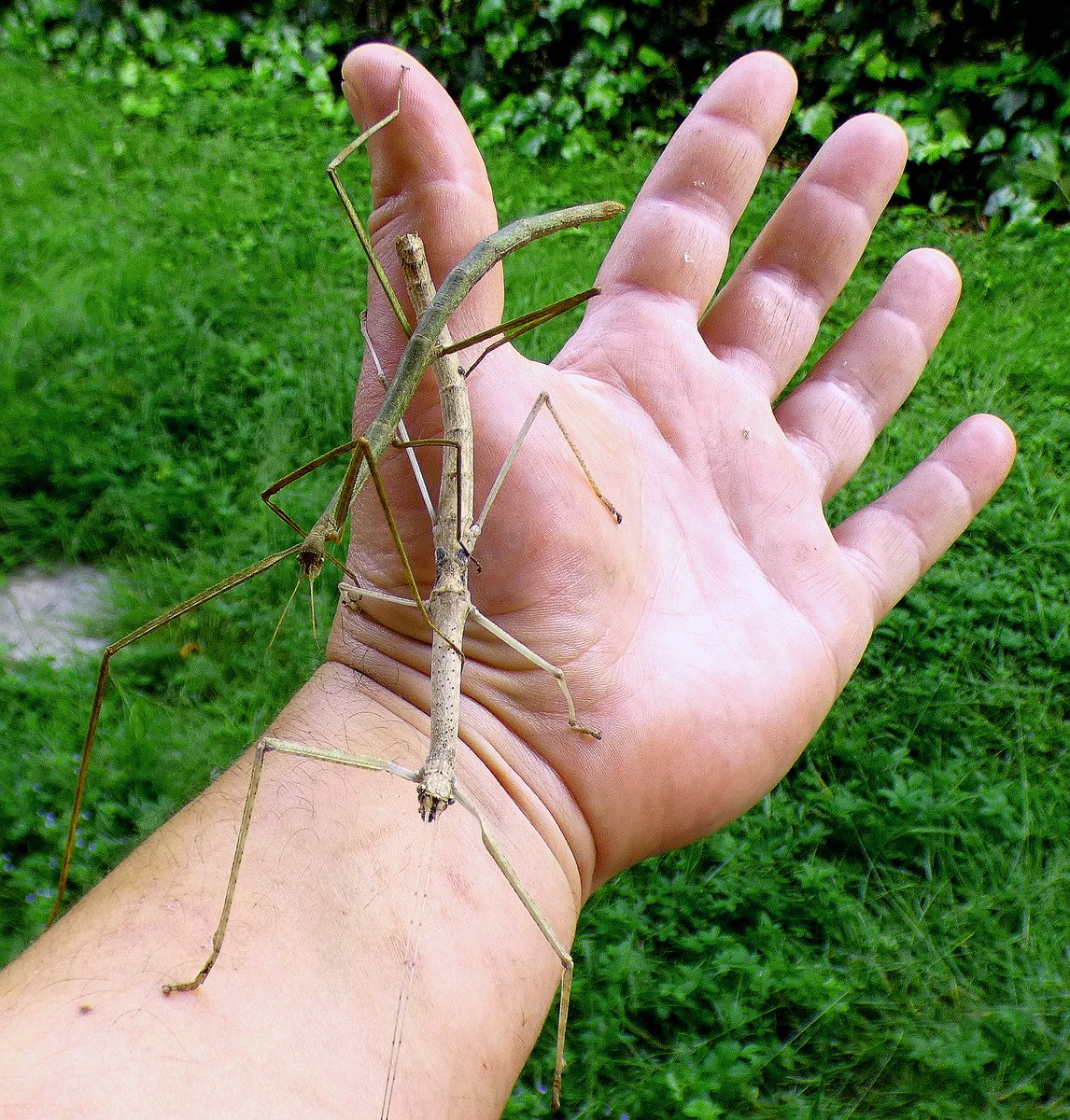 scolove85's tweet photo. @phasmids #phasmids #stickinsect #entomodena #terrarium #animalifantastici https://t.co/QQ6Y8PQV2j