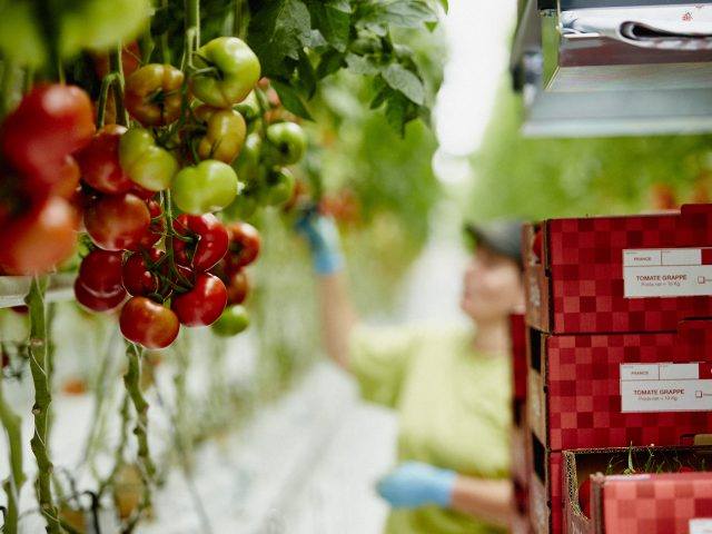 A la découverte des concombres et tomates de France audreycuisine.fr/2019/05/20/con… #serresouvertes #concombre #tomate #agriculture