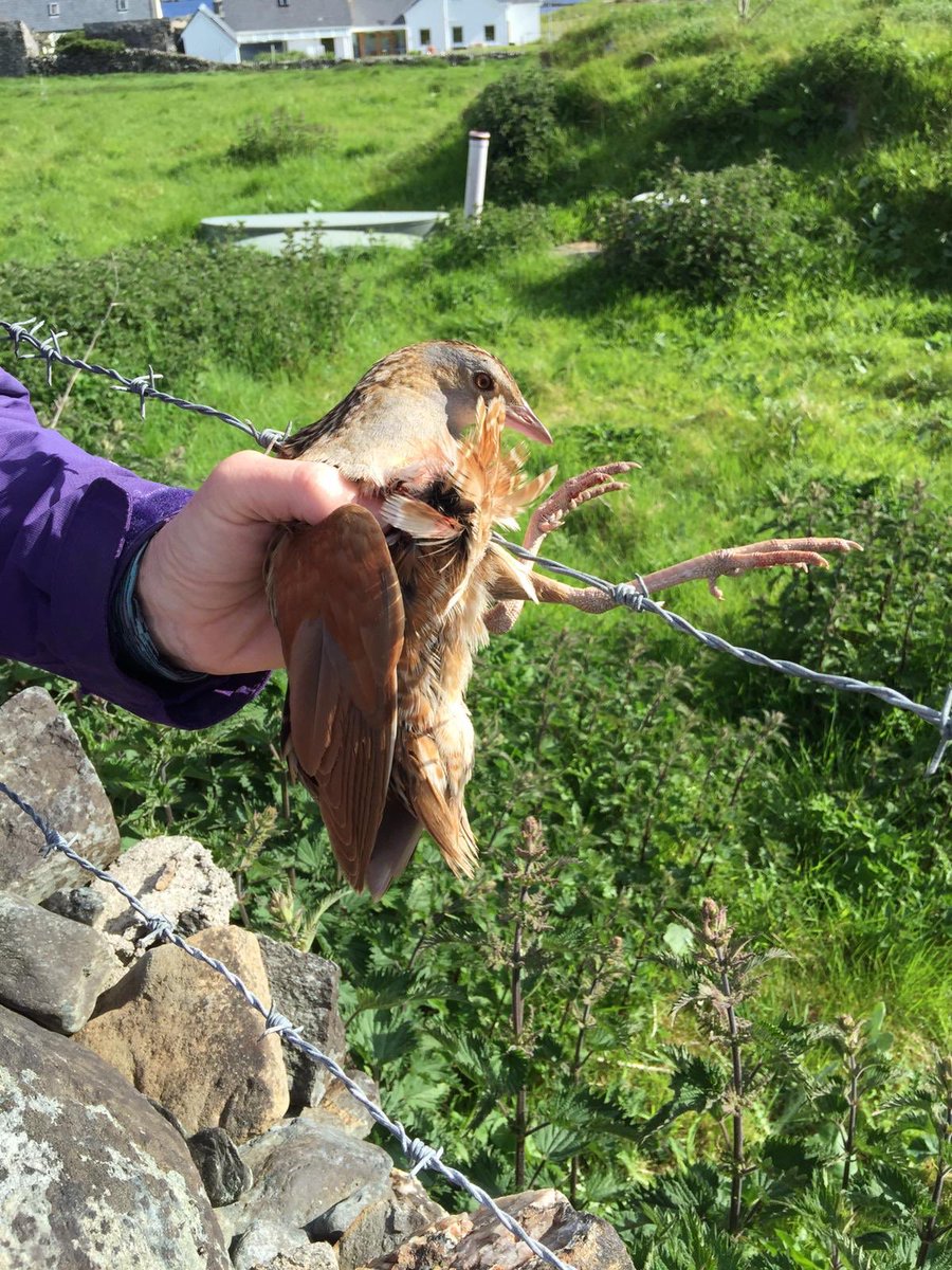 Inishbofinature's tweet photo. Lucky Inishbofin corncrake rescued from barbed wire fence this morning https://t.co/6mWjq4w7za
