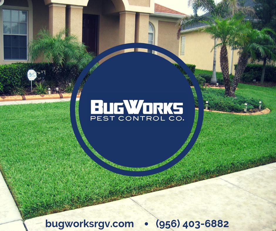 BugWorksRGV's tweet image. Leave the bugs to us! Get 50% off your next General Pest Control Service when you book online. 

bugworksrgv.com