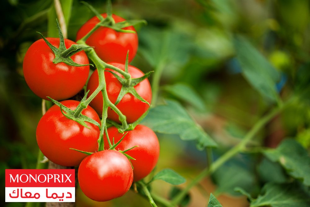 منافع طماطم 
صحن طماطم فرشك على طاولة شقان الفطر عندها برشا فوائد على خاطر الطماطم الفرشكة تخفض في ضغط الدم، تقلل مستويات السكر في الدم عند العباد المصابين بالسكر و تسهل الطبيعة. باهيا للبشرة على خاطرها تحمي البشرة من أشعة الشمس لاحتوائها على الليكوبين