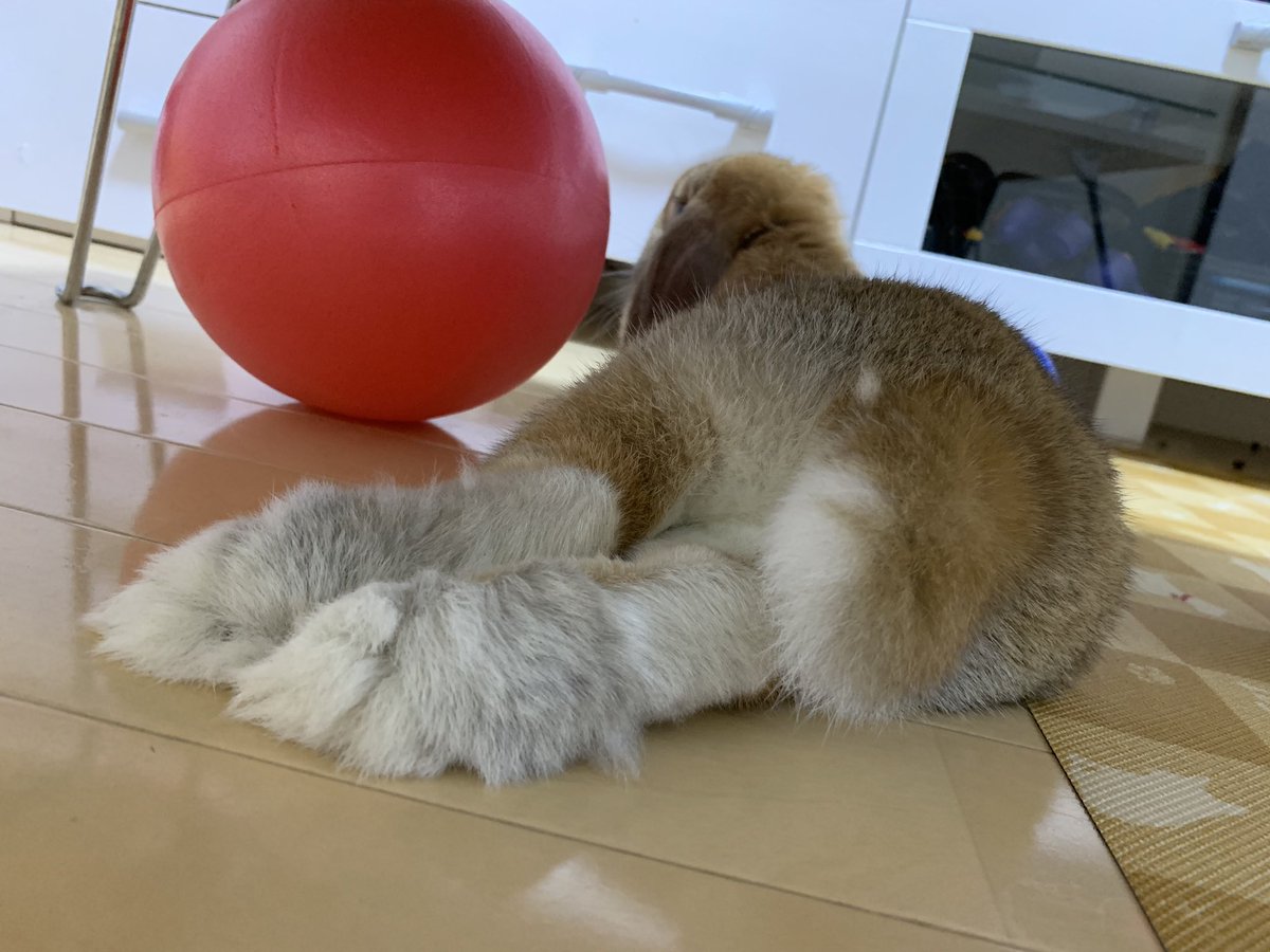 hamumichan's tweet photo. 本日のうさけつ🍑
#うさけつようび  #うさけつを眺める会 #うさぎ #ロップ #ロップイヤー #ホーランドロップ #うさぎのいる暮らし  #うさぎのいる生活 https://t.co/sAOIxW1qB8