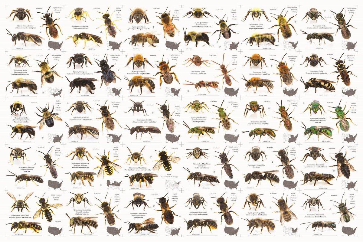 There are over 20,000 species of bee in the world!

#WorldBeeDay 🐝