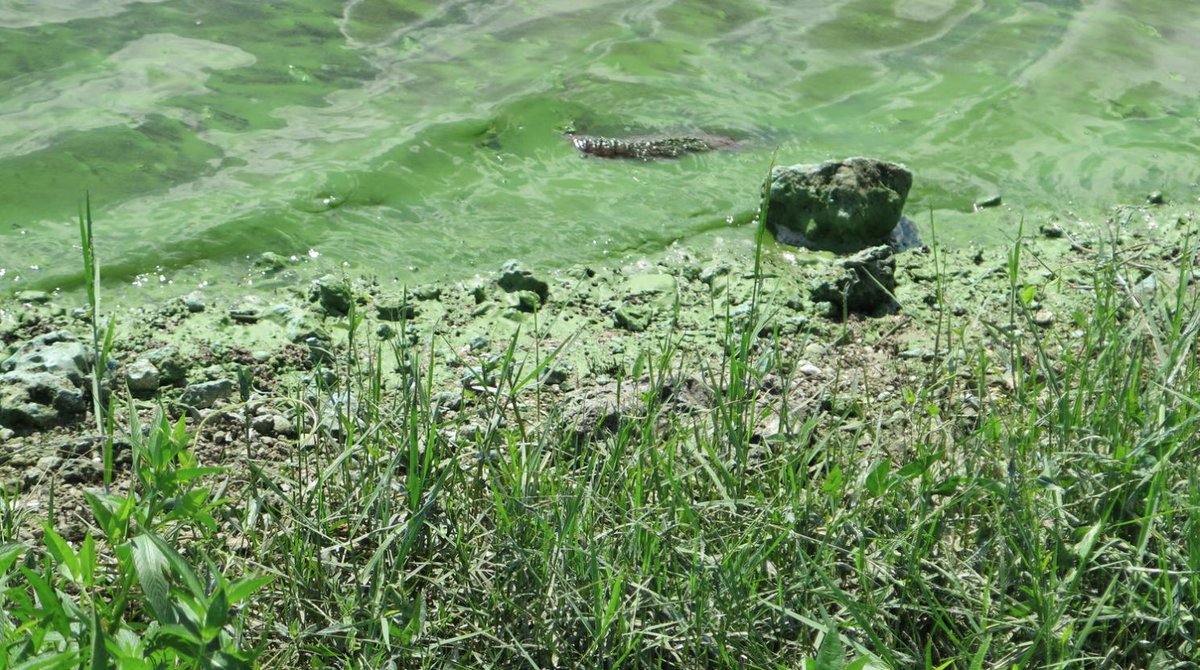 Barley Prize tweet media