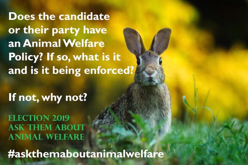 MADRADogRescue's tweet photo. With the local &amp; European elections this Friday,please ask your candidates about their Animal Welfare Policy.
It must be high on the agenda,improved and reinforced for both wildlife,farm animals and domestic pets.🐶🐔🐱🦊🐷🐮🐴🐝🐞🐣
#AskThemAboutAnimalWelfare #Election2019 https://t.co/gdhnlGakQj
