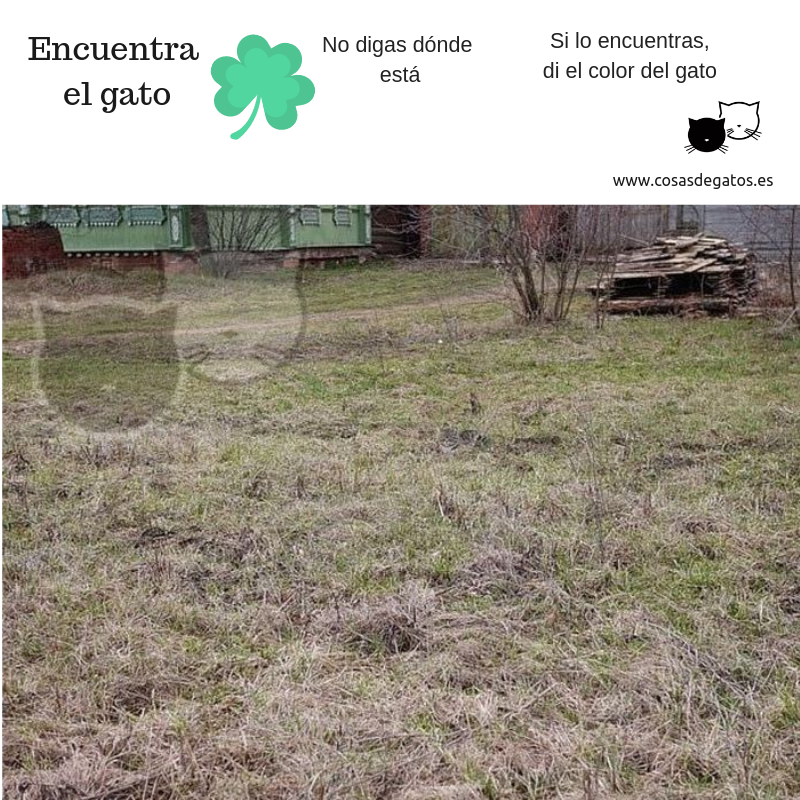CosasdeGatosweb's tweet photo. 📛 LUNES de RETO 📛
🕵♀ Encuentra el gato  🕵♀ 

🌀 NO digas la solución
🌀 RT con ✅ "Encontrado"
🌀 RT con el color del gato

Los gatos del logo no valen
La solución: el sábado
¡Suerte!

#EncuentraAlGato #CosasDeGatos #catlover #EncuentraAlMinino #Reto #FelizLunes https://t.co/p8xqoJM6Ns