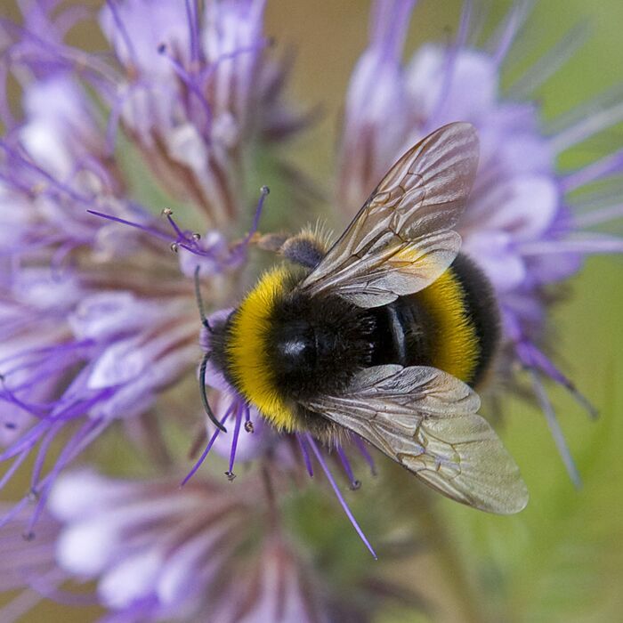 ReallyWildCards's tweet photo. #WorldBeeDay With bees in decline, it's important we take the opportunity to learn more about these special pollinators.  Those small but vitally important creatures that live all around us. 🐝
#ReallyWildCards #Bumblebees #SoundCards #bees https://t.co/oZCOHFkjX1