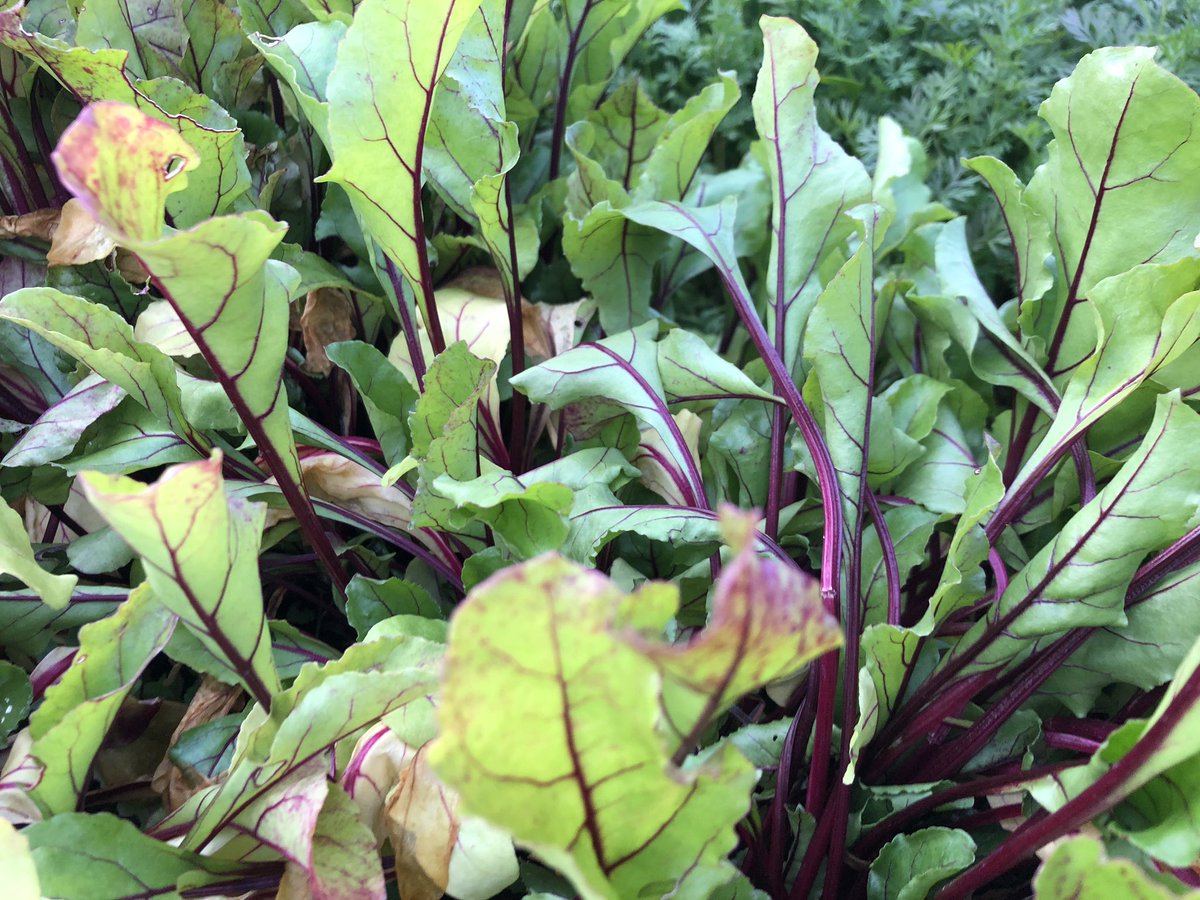 Before our wonderful dinner at <a href="/MalloryCourt/">Mallory Court</a> on Saturday, we took a stroll through the chef’s vegetable garden.. stunning, and a nice preview of the deliciousness that awaited us in the dining room!