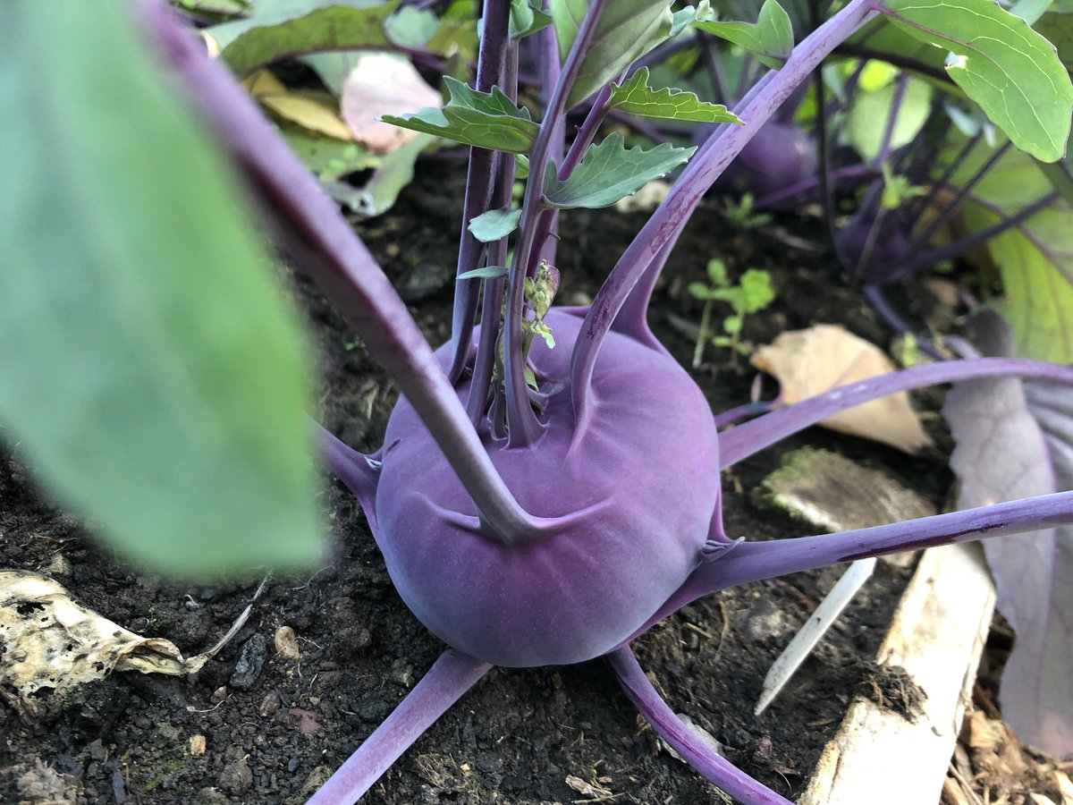 CotswoldsConcie's tweet photo. Before our wonderful dinner at @MalloryCourt on Saturday, we took a stroll through the chef’s vegetable garden.. stunning, and a nice preview of the deliciousness that awaited us in the dining room! https://t.co/an39gRfS27