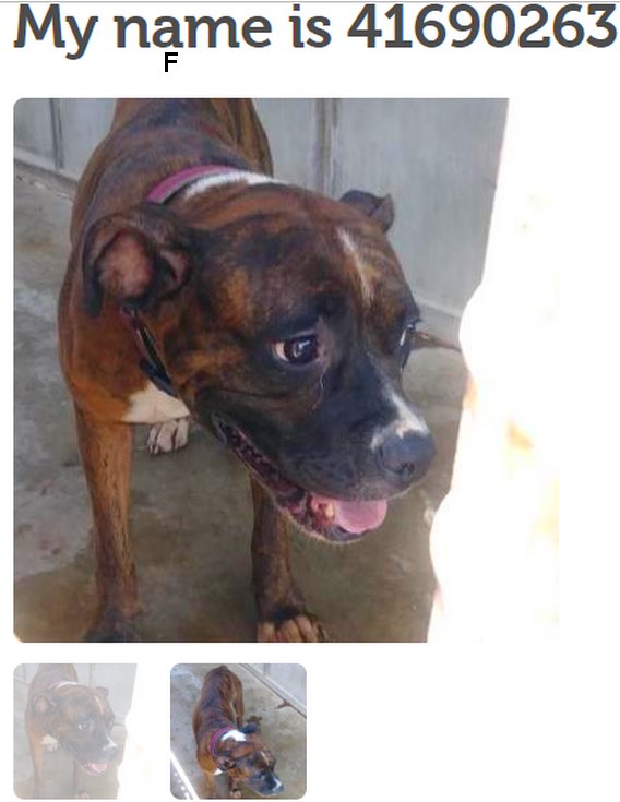 MoishesMom's tweet photo. 🚨🆘👇🏻🚨🆘👇🏻🚨🆘👇🏻Just 3 more betrayed abandoned pups who’ll 💉in the slaughterhouse aka #Palm #Valley #Edinburgh #SouthTexas When will this end? South Texans: 🛑 treating your pups like garbage! #The #WorldIs #Watching @bvanhool 2pledge #retweet #foster #adopt Save them 🙏👇🏻🙏 https://t.co/xjyswA7Hpb