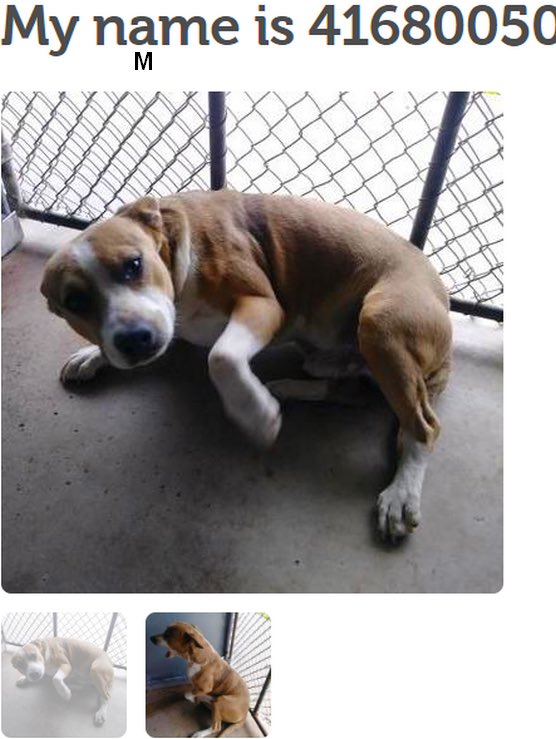 MoishesMom's tweet photo. 🚨🆘👇🏻🚨🆘👇🏻🚨🆘👇🏻Just 3 more betrayed abandoned pups who’ll 💉in the slaughterhouse aka #Palm #Valley #Edinburgh #SouthTexas When will this end? South Texans: 🛑 treating your pups like garbage! #The #WorldIs #Watching @bvanhool 2pledge #retweet #foster #adopt Save them 🙏👇🏻🙏 https://t.co/xjyswA7Hpb